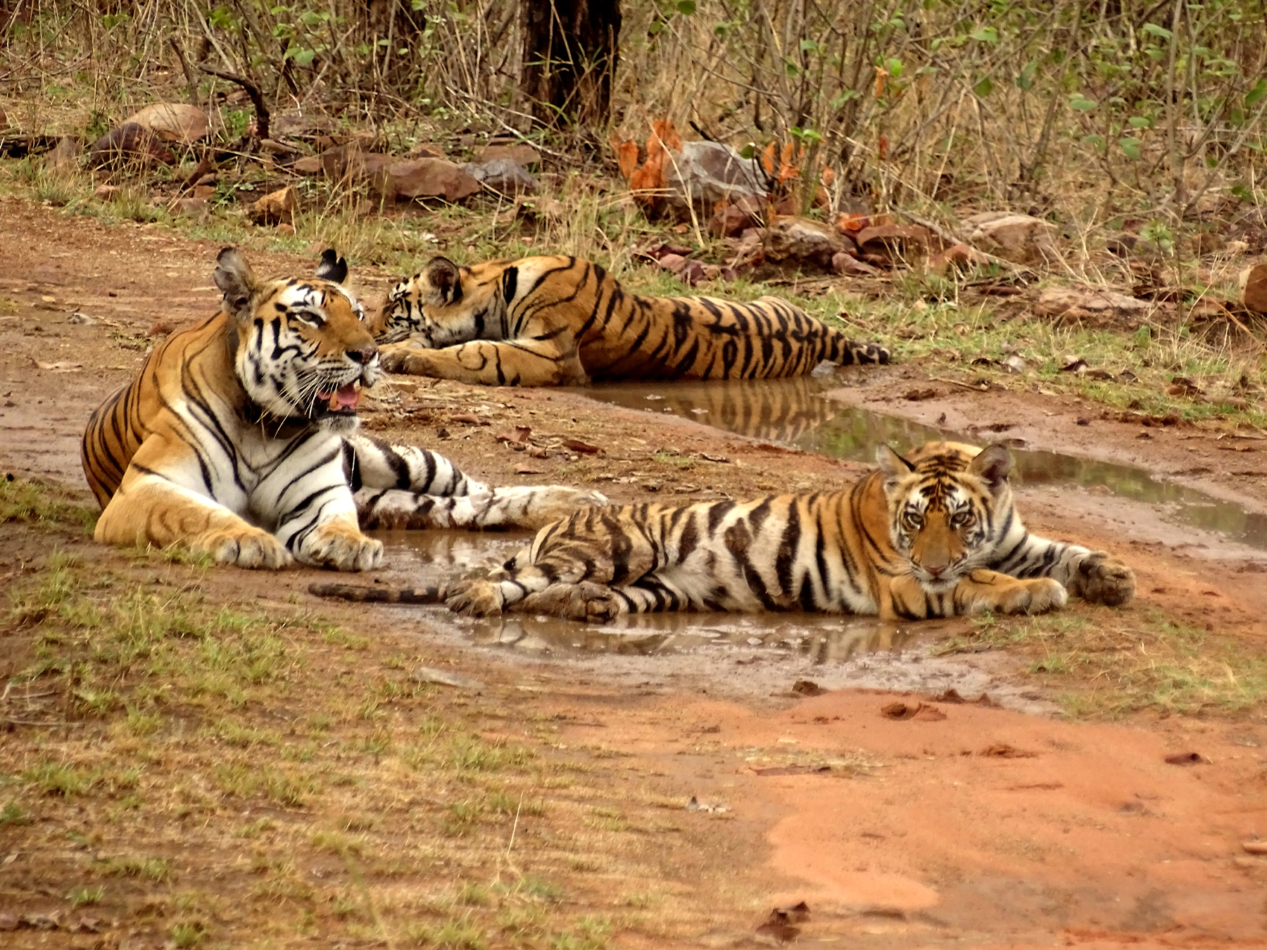 Tiger Reserves