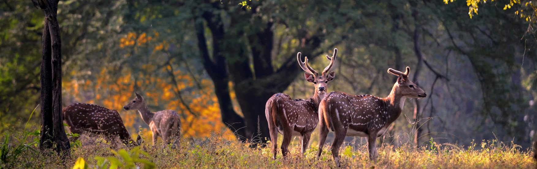 Wildlife Sanctuaries