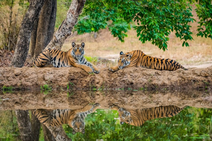Kanha Tiger Reserve